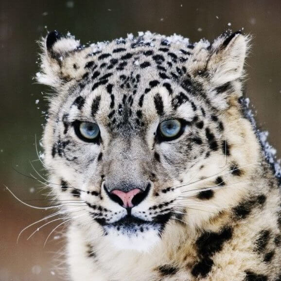 Leopardo-nevi-snowleopard-1024×768