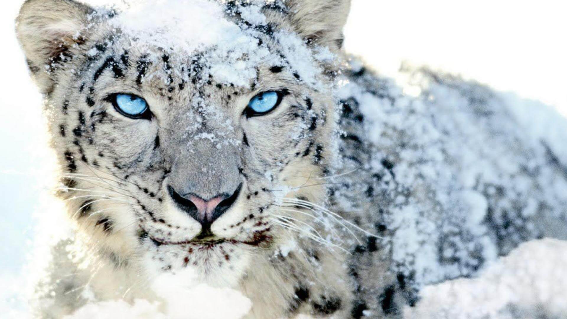 snow-leopard-02
